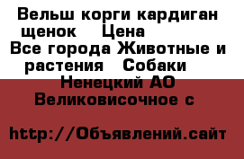 Вельш корги кардиган щенок  › Цена ­ 35 000 - Все города Животные и растения » Собаки   . Ненецкий АО,Великовисочное с.